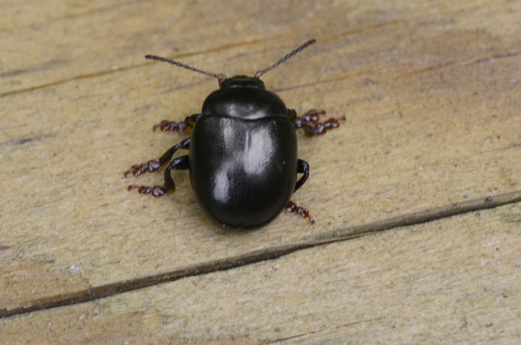 Chrysolina sturmi, Chrysomelidae